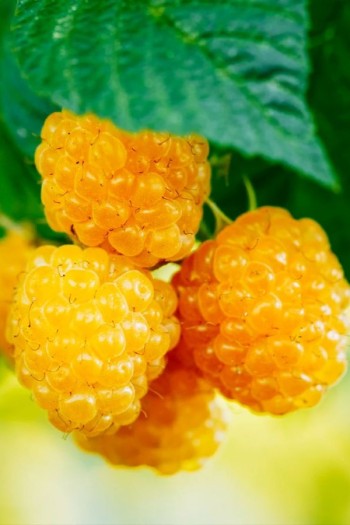 Малина ремонтантна Ярославна (жовта) | Rubus idaeus Yaroslavna | Raspberries remontant Yaroslavna (yellow)